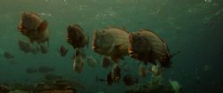 Humphead Parrot fish by David Johnson 